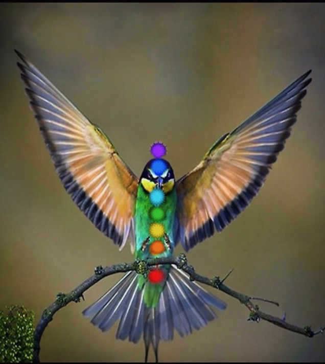 Soft Landing Healing, LLC; ?>