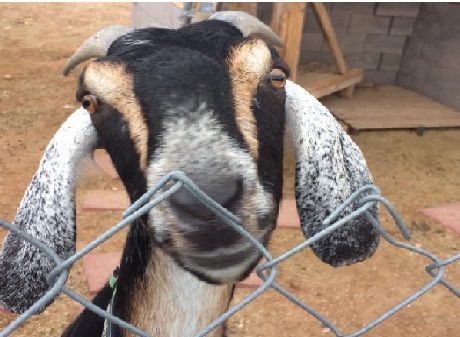 Goat Milk Etc; ?>